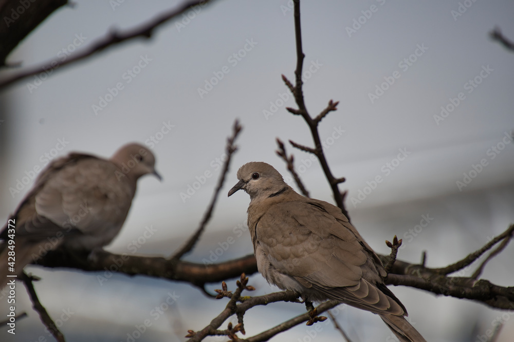 Mourning doves resting on the branch. North Vancouver BC Canada
Mourning doves resting on the branch. North Vancouver BC Canada