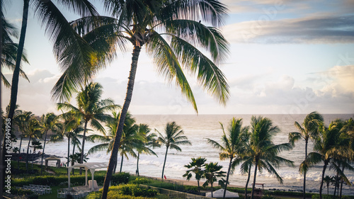 Sunrise  Palm Trees  Kauai