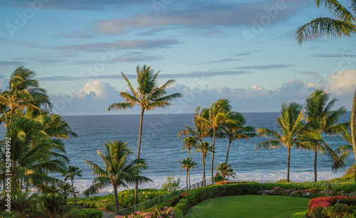 Palm Trees on Beach  Kauai