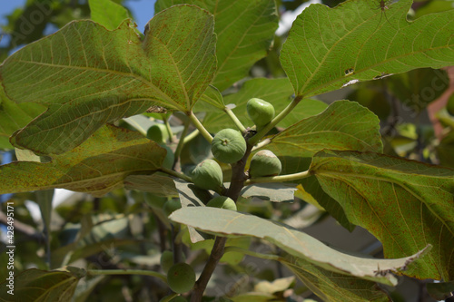 Figs or Anjeer Tree , Closeup shot of green fruits on a fig tree