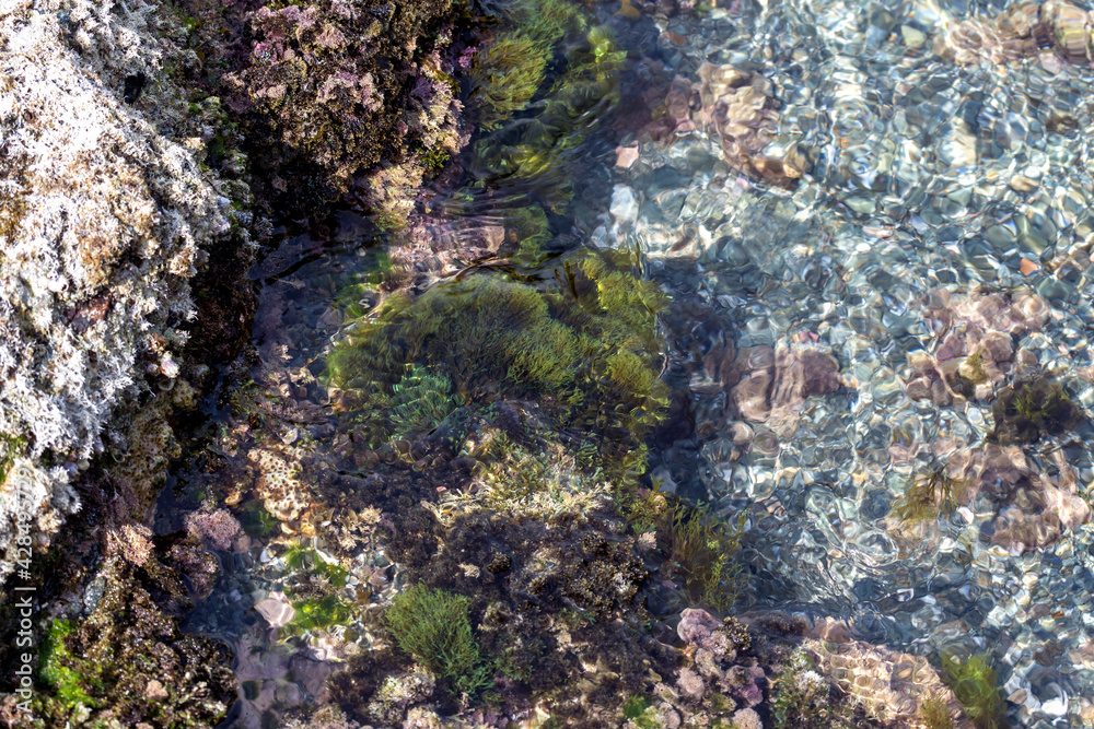 Sea background with different algae, sponges and polyps. Sea background with different algae, sponges and polyps.