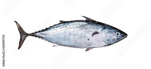 Tuna fish isolated on white. Blue fin tuna