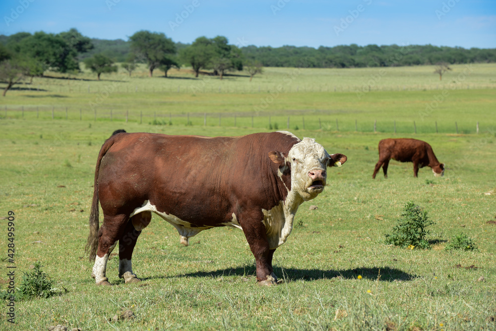 Bull raised with natural grass, Argentine meat production Bull raised with natural grass, Argentine meat production