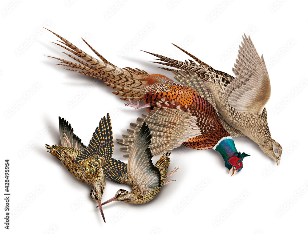 oiseau, bécasse des bois, faisans, nature morte, la chasse, en vol, tiré, nature, ailes, faune, sauvage, chasseur, tué, animal, ciel, blanc, chasse, bec, brun oiseau, bécasse des bois, faisans, nature morte, la chasse, en vol, tiré, nature, ailes, faune, sauvage, chasseur, tué, animal, ciel, blanc, chasse, bec, brun