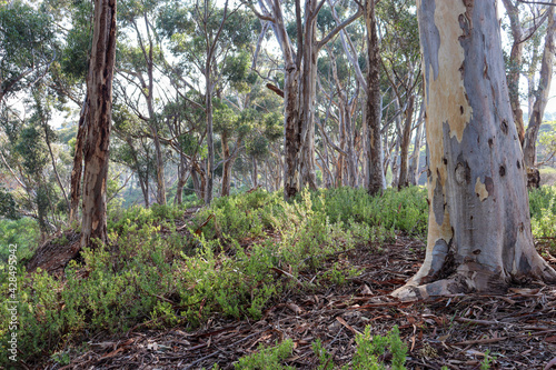eucalypt trees in the forest in morning light
