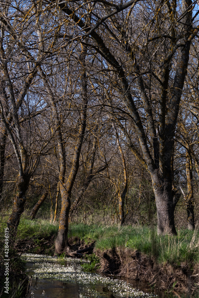 River flow through the forest 