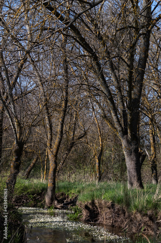 River flow through the forest  © Pedro