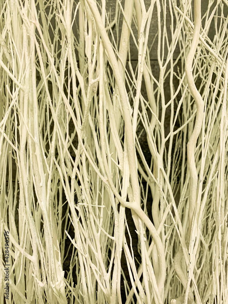 Fototapeta premium Old cracked wood bark texture, background close-up, natural pattern