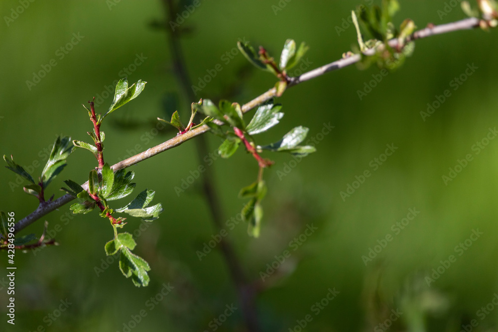 Close up of leaf of Rhamnus saxatilis Jacq. Close up of leaf of Rhamnus saxatilis Jacq.