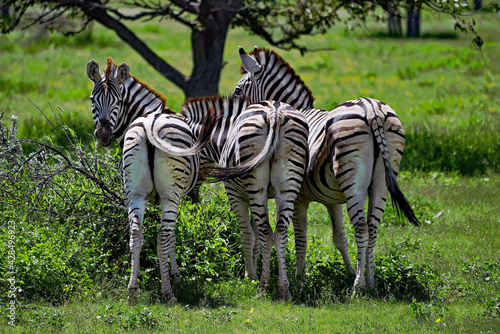 Zebras