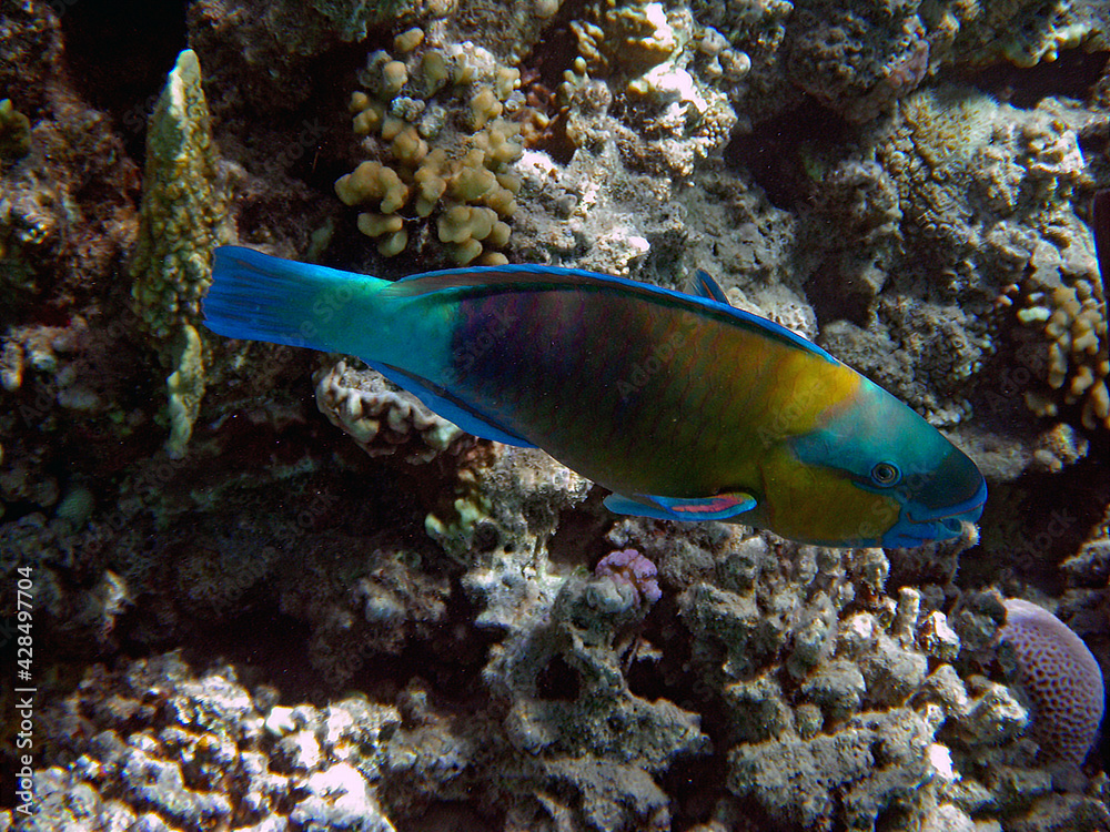 Korallenfisch Korallenfisch