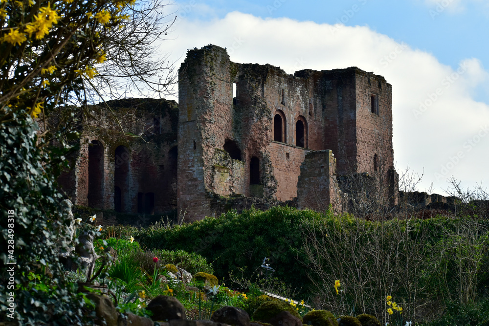 View of Kenilworth castle ruins through flowers of an Easter tree in the garden, Kenilworth, England, UK