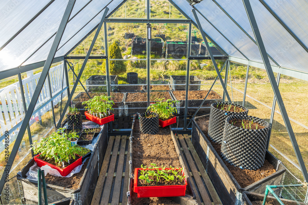 View of tomato and cucumber seedlings in a greenhouse for planting  in early spring. Home gardening concept. Sweden. 