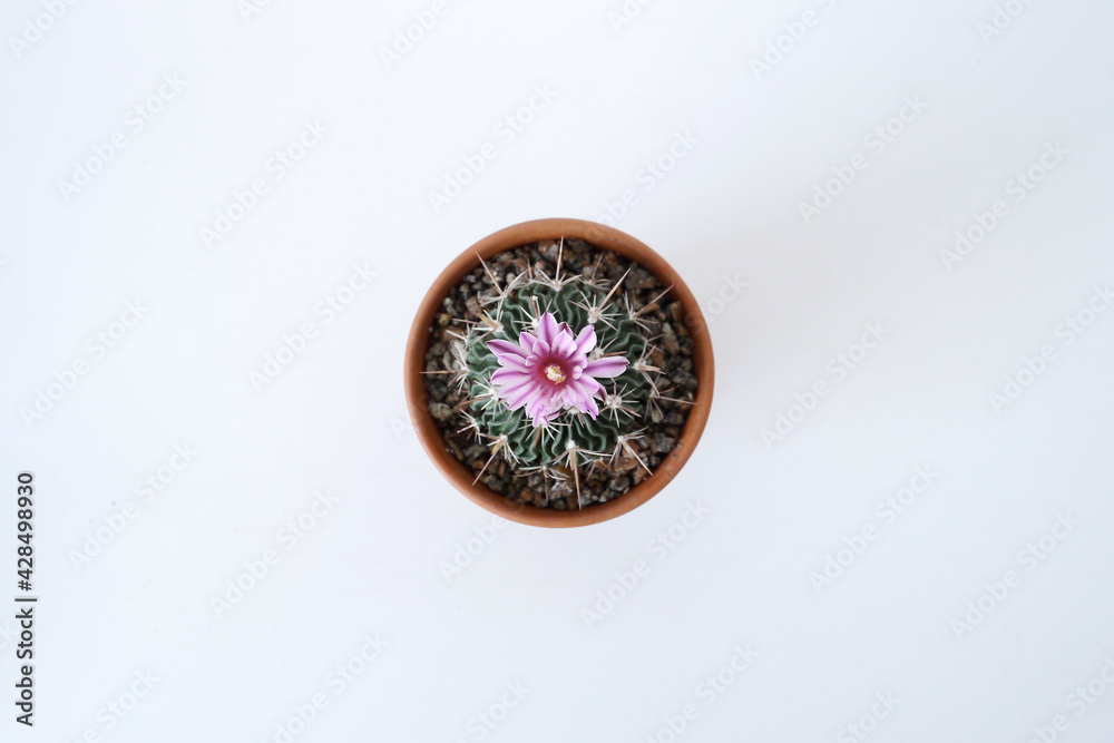 Brain cactus, Echinofossulocactus multicostatus with flower in a terracotta pot top view small