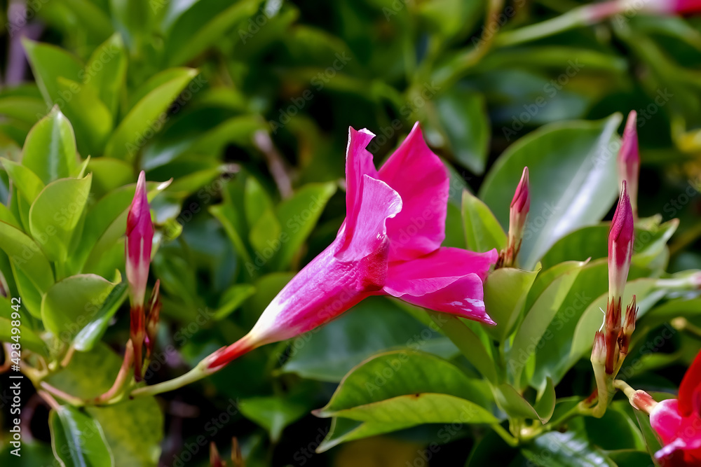 Flower of the Brazilian jasmine or Dipladenia - Mandevilla sanderi - in summer, Germany
