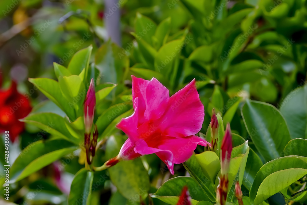 Flower of the Brazilian jasmine or Dipladenia - Mandevilla sanderi - in summer, Germany

