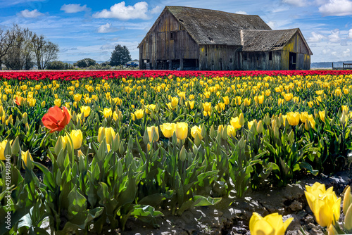 Obraz na płótnie Skagit Valley Tulips 2021 w salonie