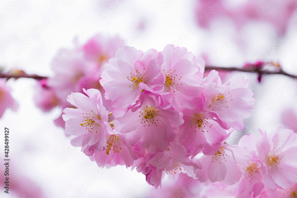 Fototapeta premium pink cherry tree blossom