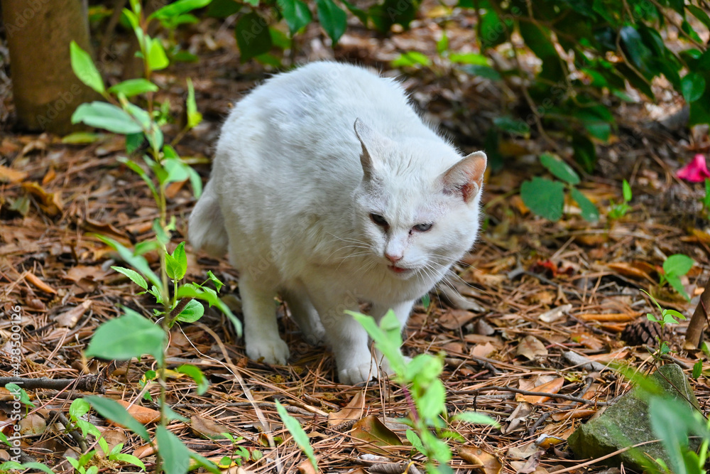 木陰からこちらを見ている白猫
