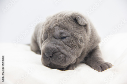 shar pei blue baby pup