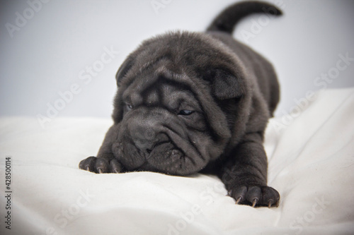 shar pei black baby puppy