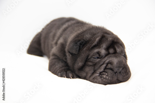 shar pei black baby puppy