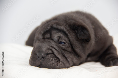 shar pei black baby puppy