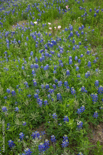 Bluebonnet Flower Field