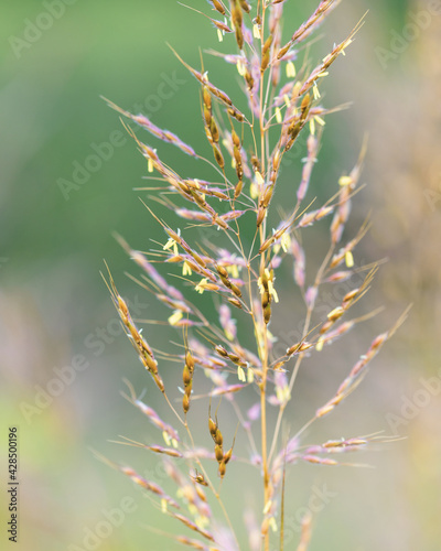 close up of wild wheat