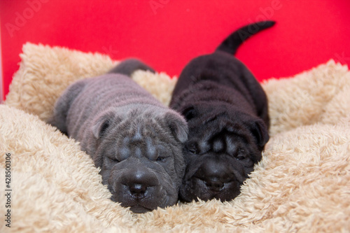 shar pei pups