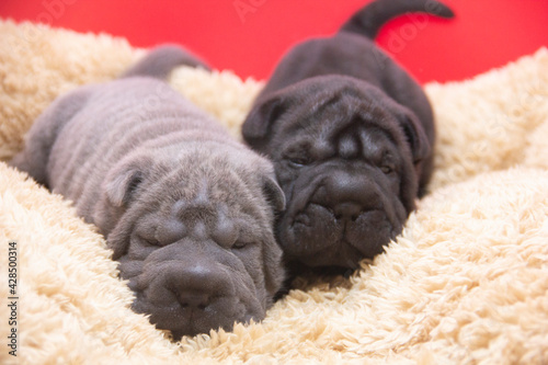 shar pei pups