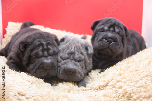 shar pei pups