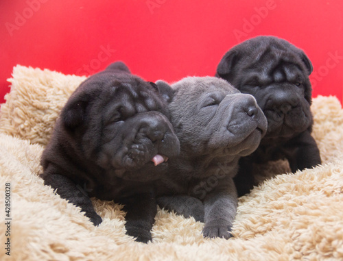 shar pei pups