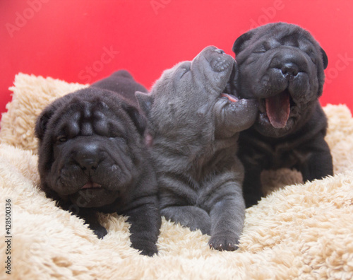 shar pei pups