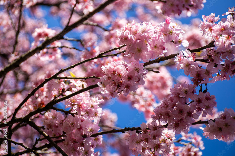 Flores de cerejeira japonesa sakura