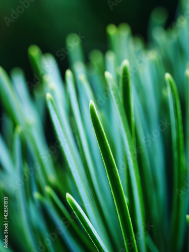 黒松, Japanese black pine