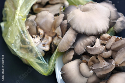 large amount of oyster mushrooms in a plate, edible oyster mushrooms,