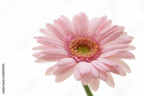 gerbera flower in high key tone