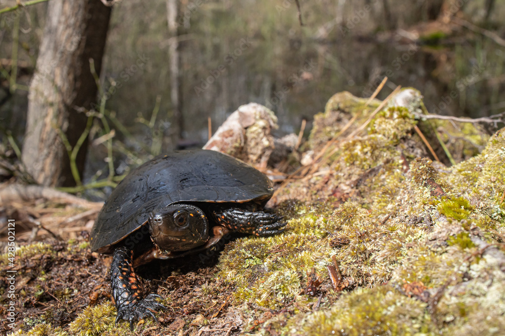 Obraz premium Spotted Turtle - Clemmys guttata