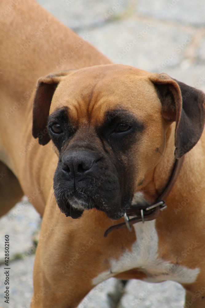 Dog Dog