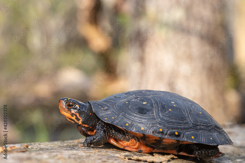 Fototapeta premium Spotted Turtle - Clemmys guttata