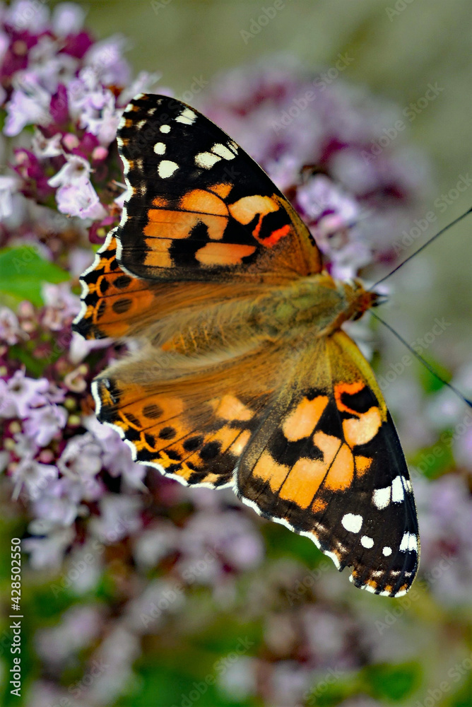 Obraz premium Distelfalter