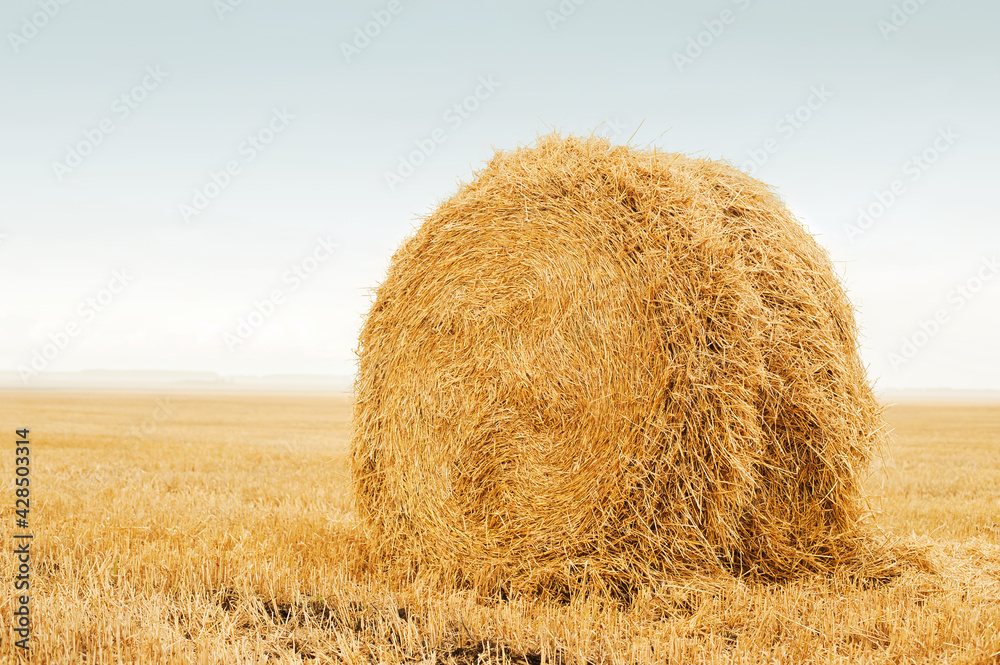 Field after harvest, Big round bales of straw. Stack the golden straw lying on an agricultural field after cleaning of cereals