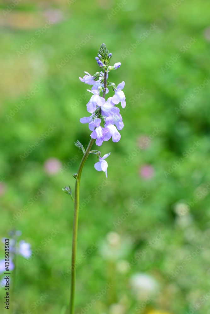 薄紫の花 薄紫の花