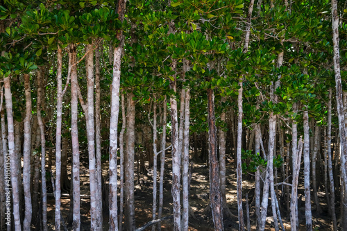 Very dense mangrove forest at Crab Claw Island, in the Northern Territory of Australia
