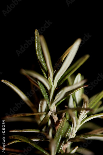 Rosmarinus officinalis leaves close up family lamiaceae modern background high quality big size botanical print