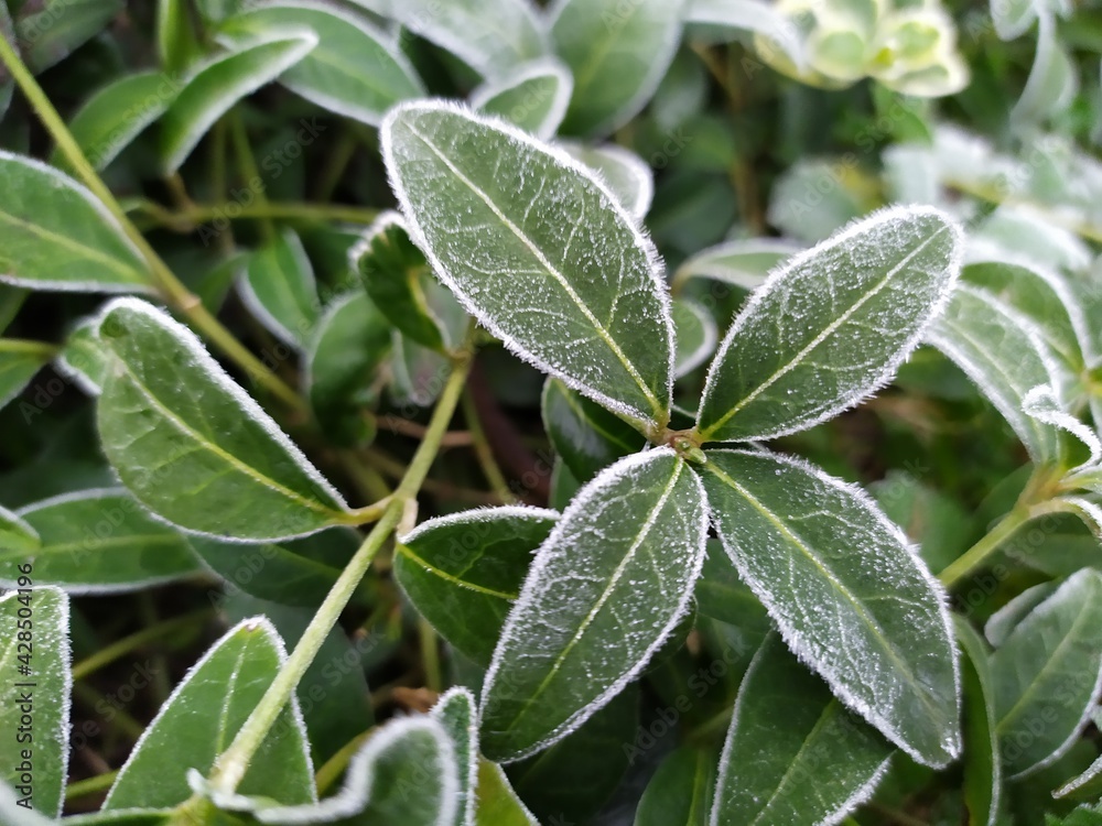 green leaves of a plant covered with frost green leaves of a plant covered with frost