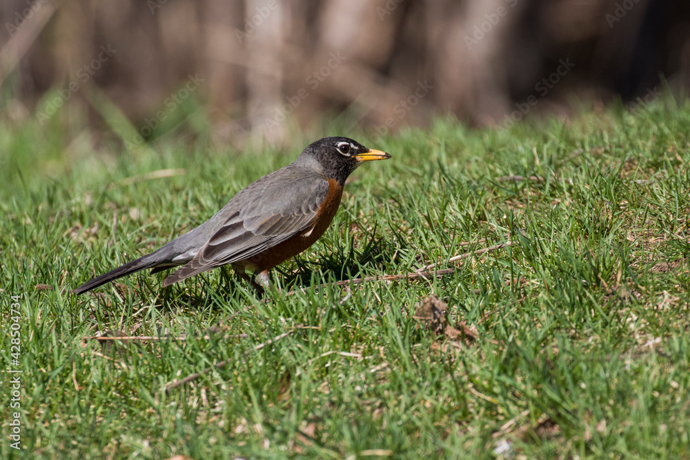 American robin (Turdus migratorius) in spring American robin (Turdus migratorius) in spring