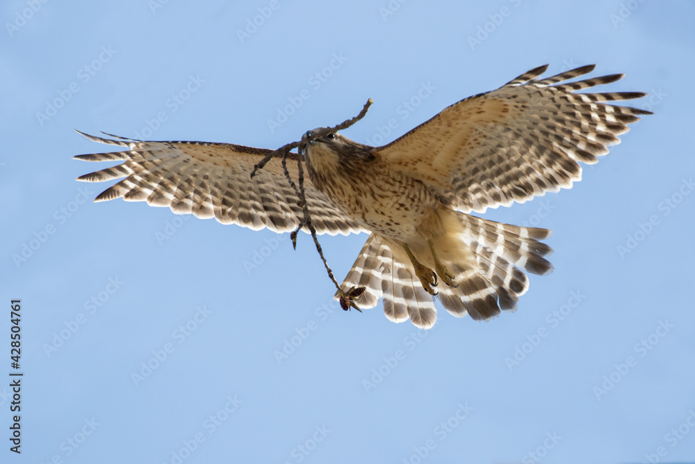 Fototapeta premium Nesting red shouldered hawk (Buteo lineatus) 
