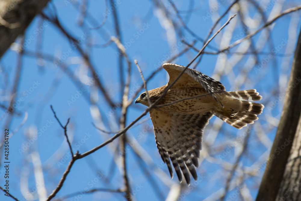 Fototapeta premium red shouldered hawk (Buteo lineatus) 